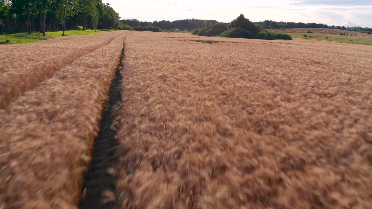 vuelo sobre el campo de trigo al atardecer