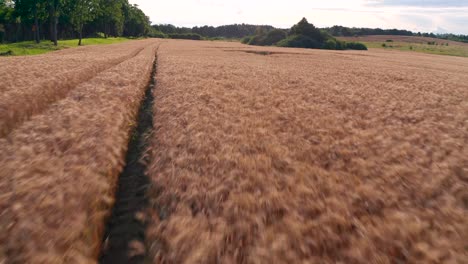 Flight-over-the-wheat-field-at-sunset