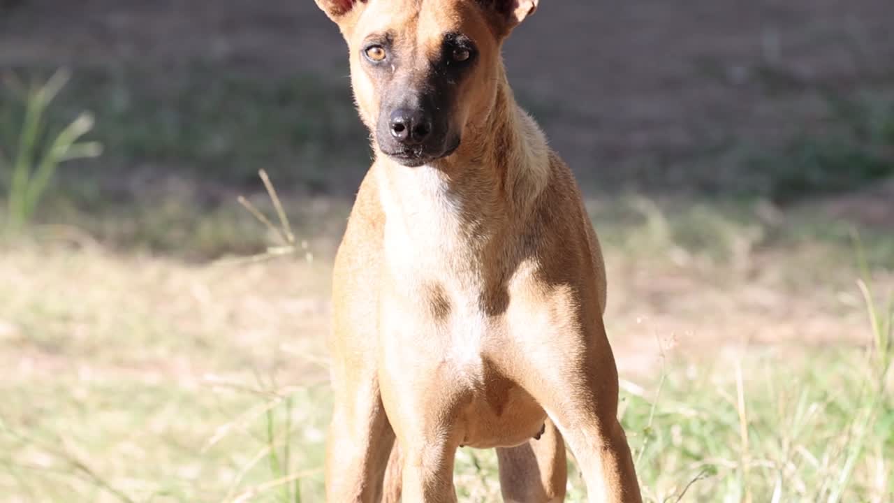 A focused dog stands alert in a sunlit grassy patch, observing its surroundings with keen interest.
