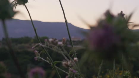 Primer-Plano-De-La-Flor-De-Ptilostemon-Afer,-Estante-De-Enfoque-En-La-Montaña-Parnitha-En-El-Fondo-En-Un-Día-Nublado-De-Primavera-120fps