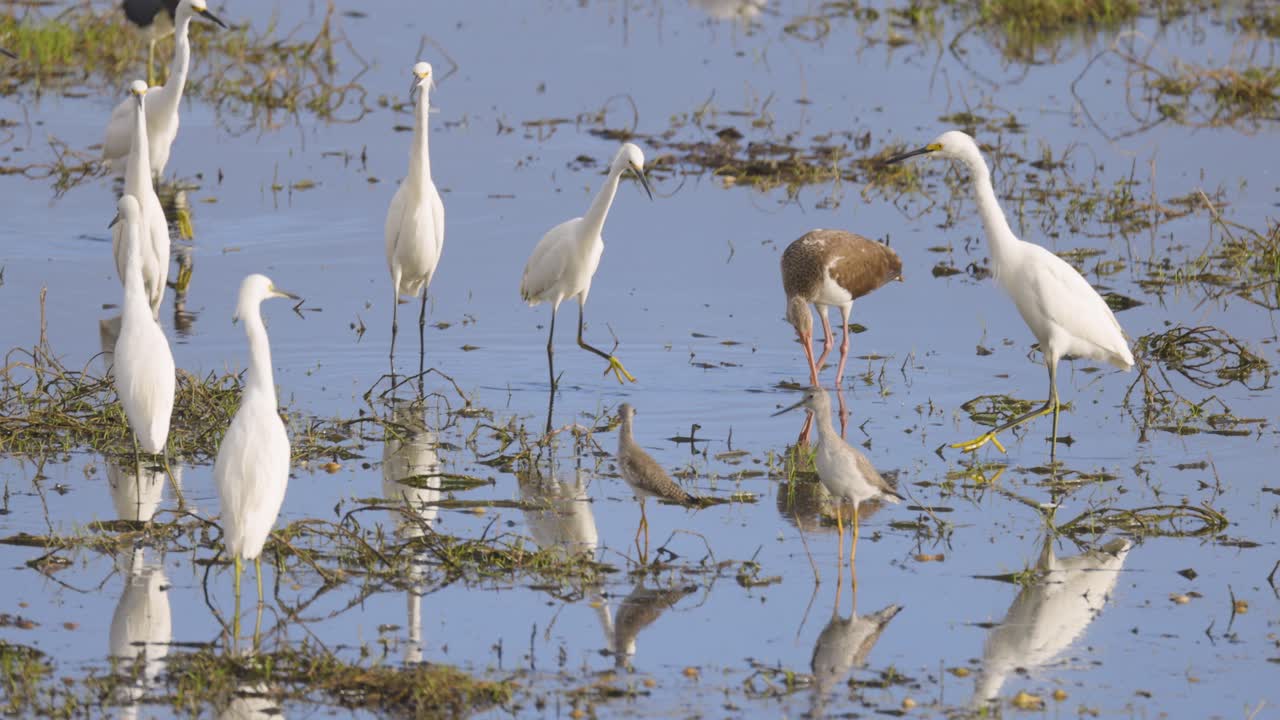 Egrets reflection foraging in shallow grass wetland