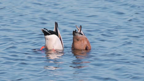 Two-mallards-dabbling-for-food-while-floating-on-rippling-river-stream