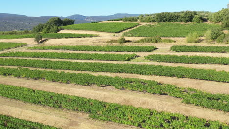 vineyards aerial view with mountains in background france vaucluse apt