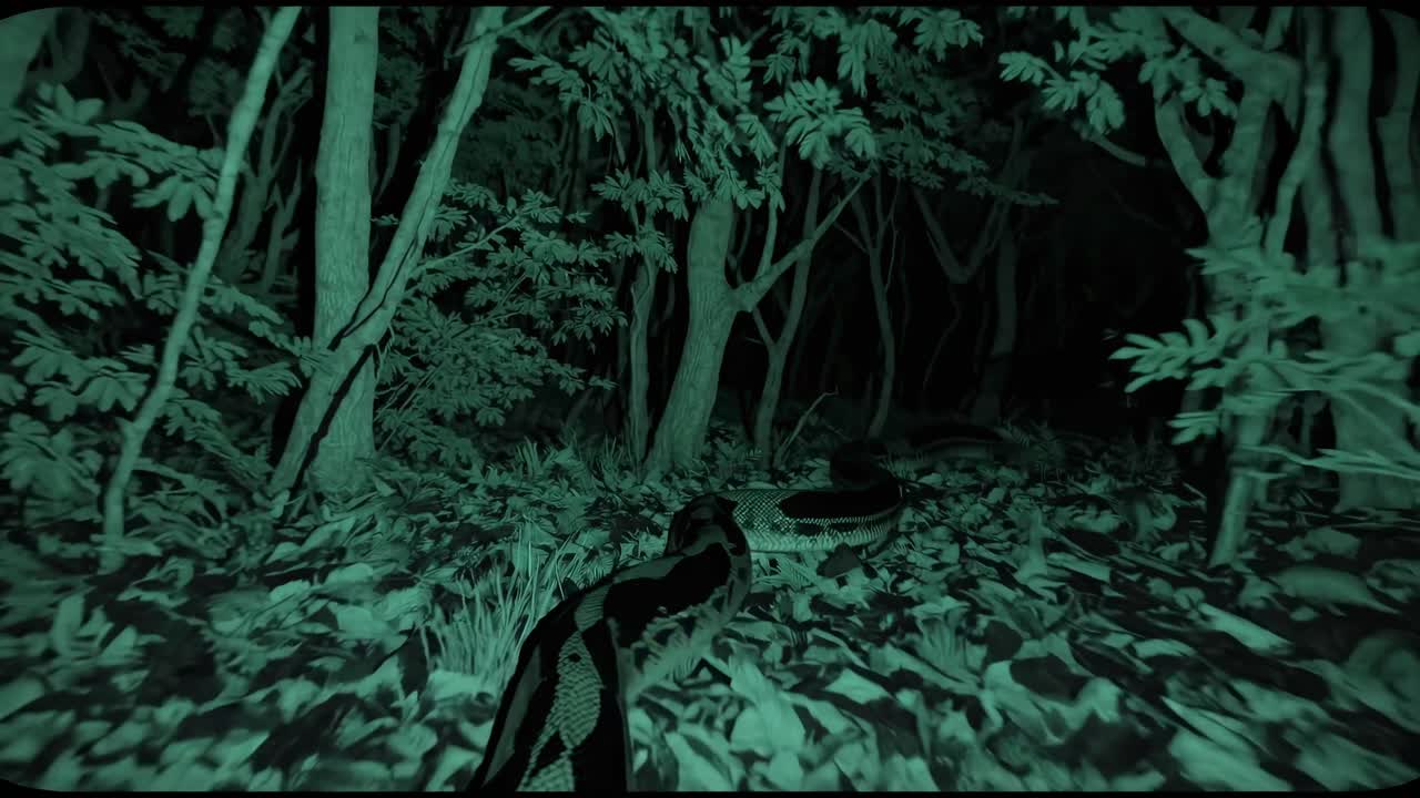 Night vision video of a forest with a low-angle view, capturing a snake slithering through dense