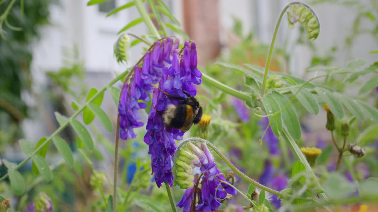 macro vida silvestre