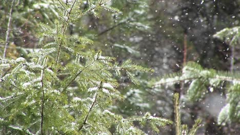 在沉重的雪中近距離看著仍然綠色的樹葉