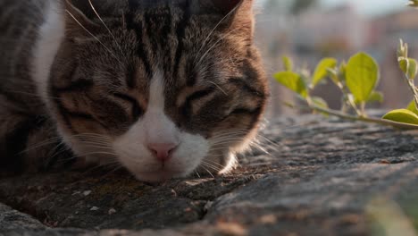 beautiful gray tabby cat sunbathing