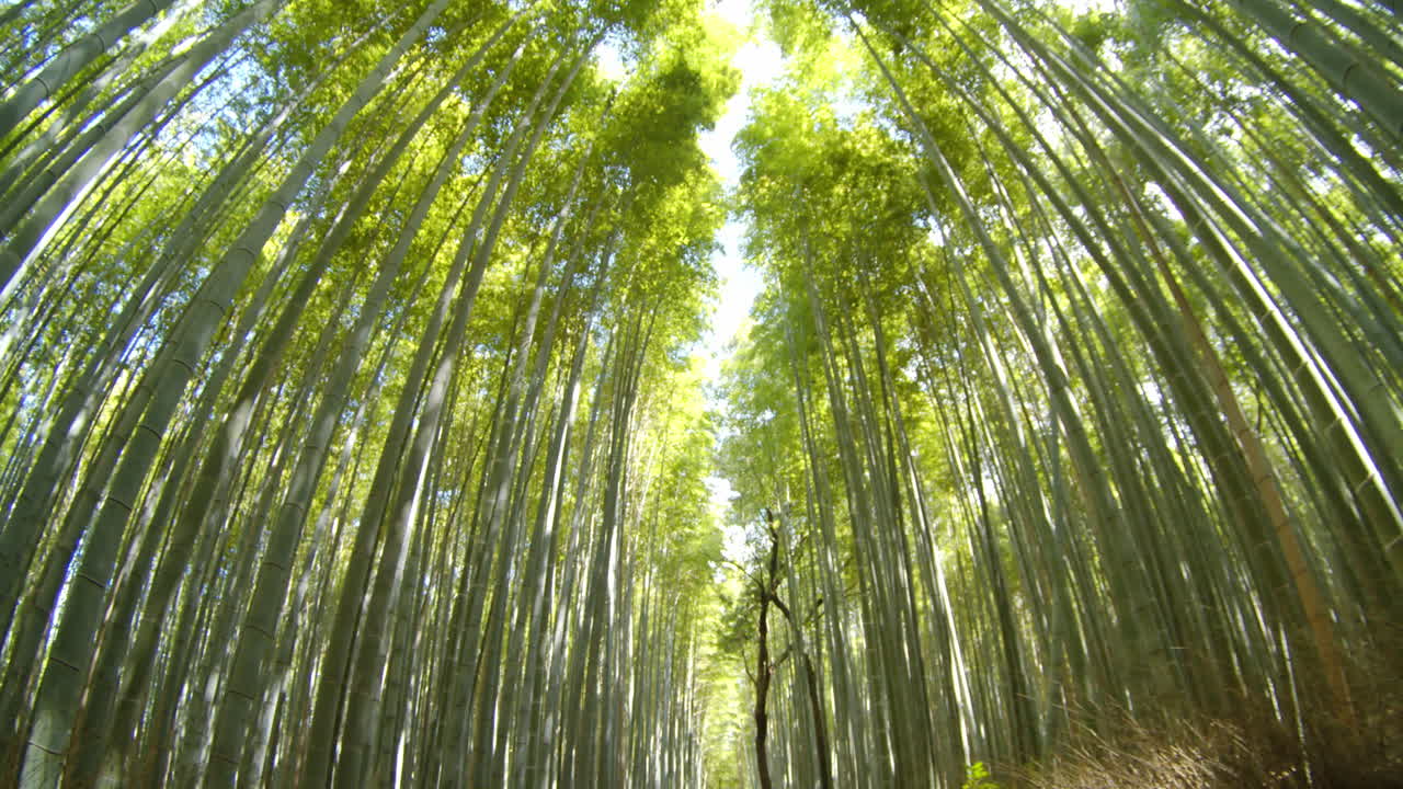 Stunning Fisheye View of a Bamboo Forest in Japan