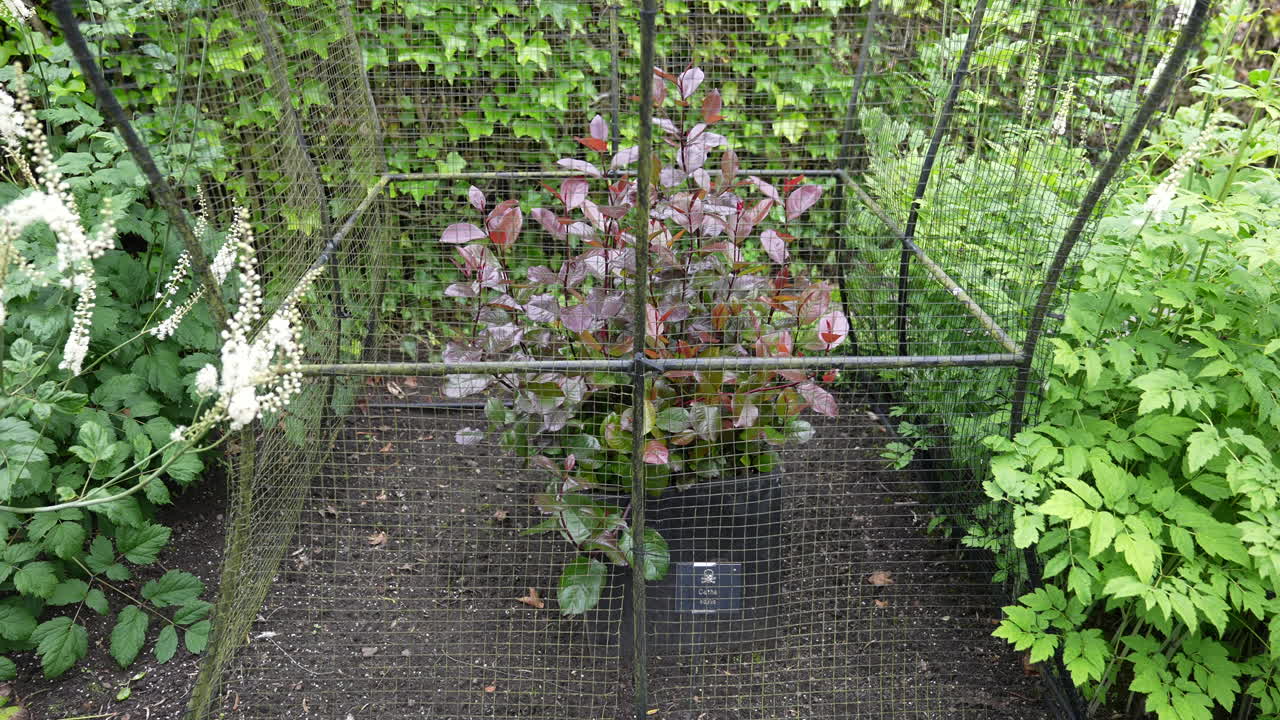 kath también conocida como catha edulis planta detrás de la valla, de cerca