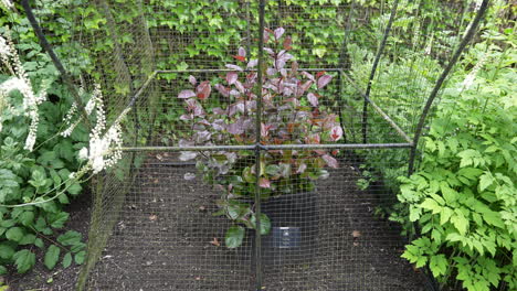 Kath-aka-Catha-Edulis-Plant-Behind-Fence,-Close-Up