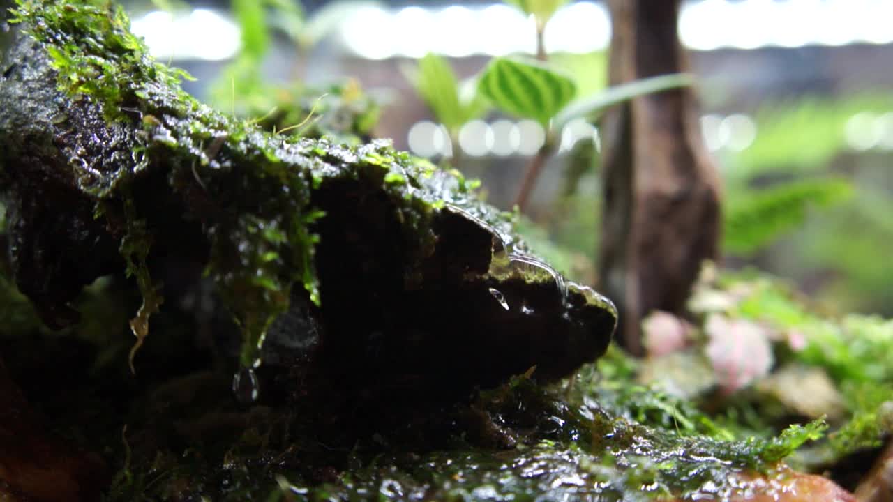 대중에게 공개되는 소형 유리 수족관의 아쿠아스케이프와 테라리움 디자인에 중점을 두고 선정