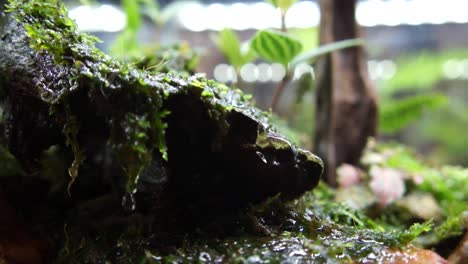 selección enfocada en diseño de paisaje acuático y terrario en un pequeño acuario de vidrio exhibido para el público