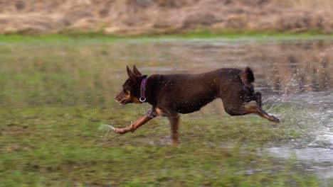 Australische-Kelpie-Hündin-Läuft-Im-Frühjahr-Durch-Seichtes-Wasser,-Das-Eine-Wiese-Bedeckt