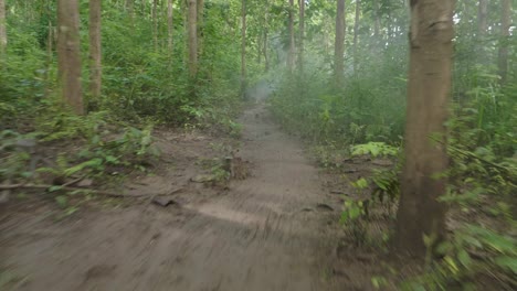 el camino de la jungla.