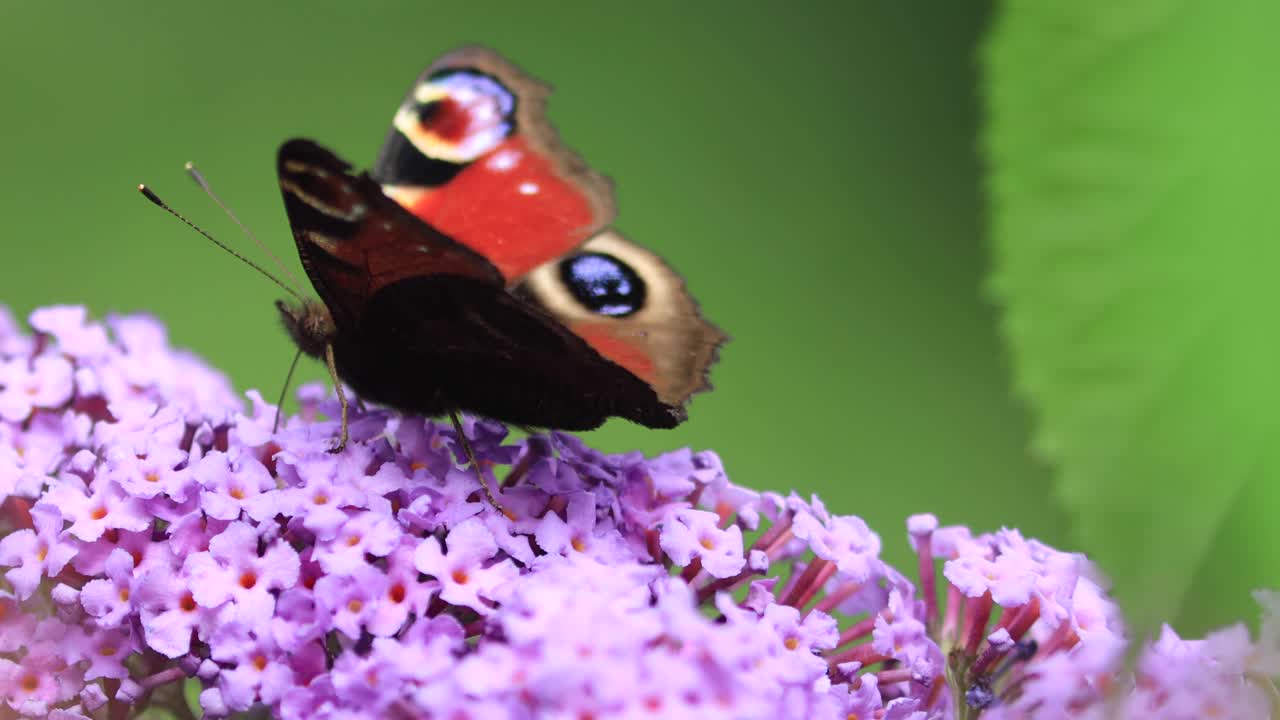 Bee passing by underneath of colorful wing European peacock butterfly with eye markings feeding on a flower gently rocking in the wind against a green natural foliage out of focus in the back