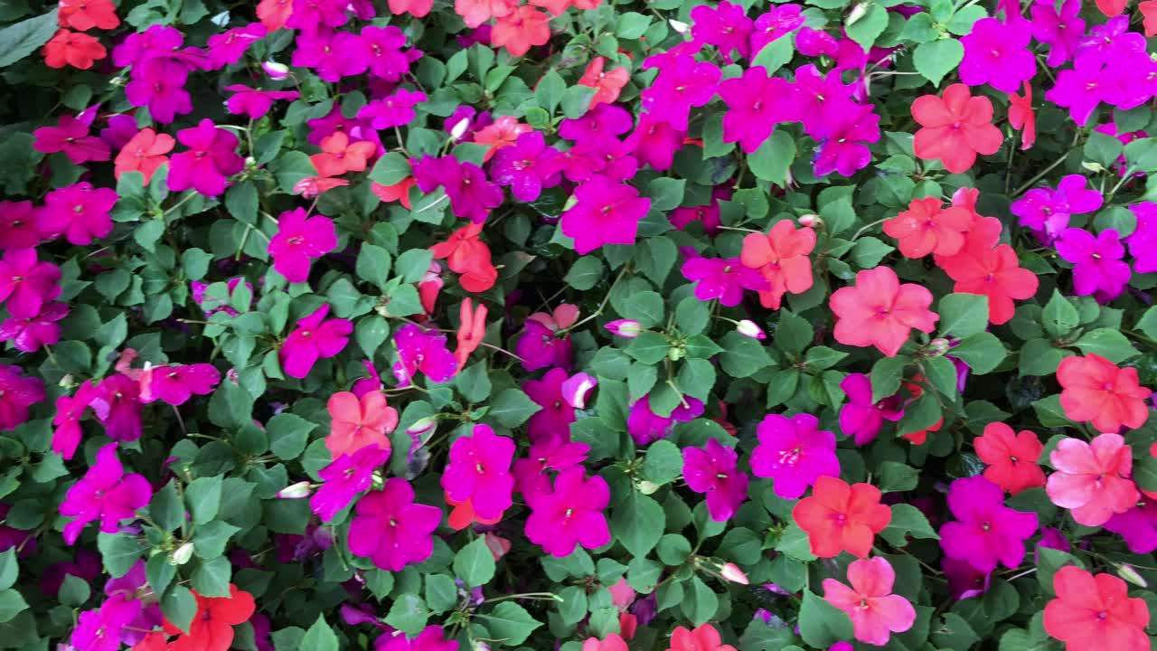 화려한 봉선화 꽃