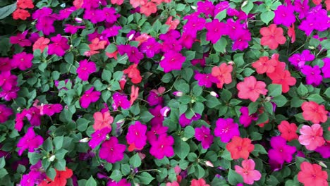 Spektakuläre-Impatiens-Blüten