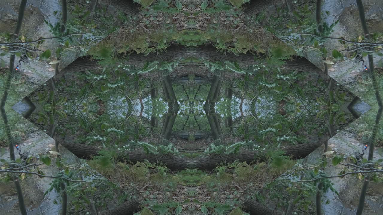 caleidoscopio de vegetación usando imágenes de bosques de wissahickon creek, filadelfia, #45