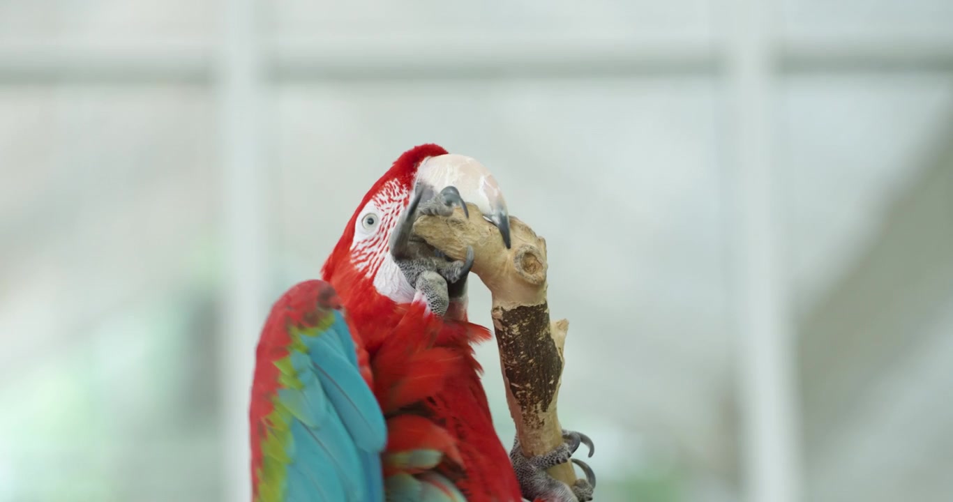 Un'ara scarlatta vivace si posa su un ramo, guarda direttamente la telecamera e poi si gira mostrando le sue piume colorate