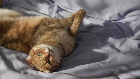 ginger cat lying on a bed