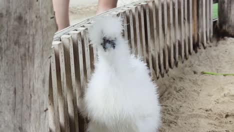 fluffy white crested chick