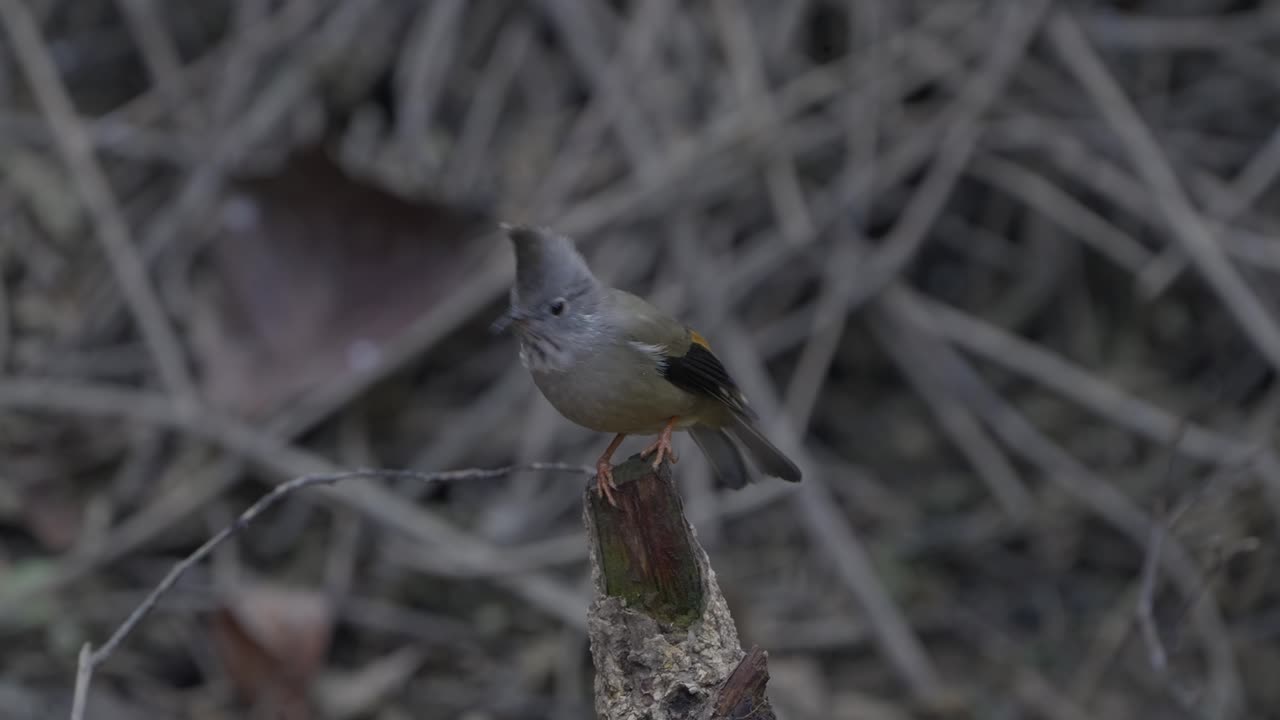 fulchoki godawori en katmandú es el hogar de aves raras de nepal