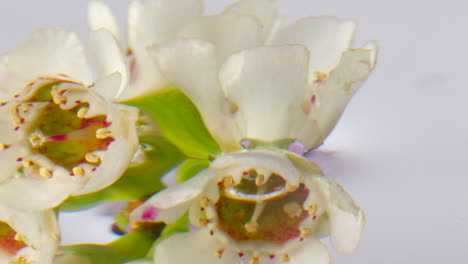 close-up of delicate white flowers