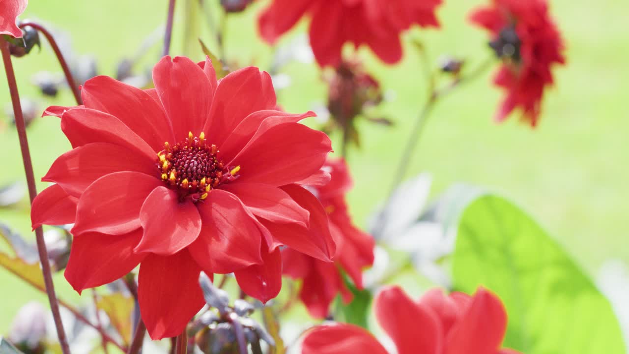 Bright red flowers, likely dahlias, are shown in sharp focus as the camera slowly pans across a sunlit garden with a soft green background