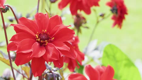 bright red flowers, likely dahlias, are shown in sharp focus as the camera slowly pans across a sunlit garden with a soft green background