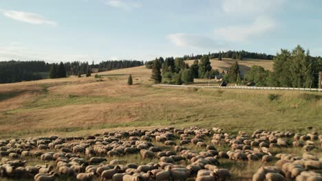 aerial footage of a herd of sheep grazing on a dry grass on a beautiful summer evening