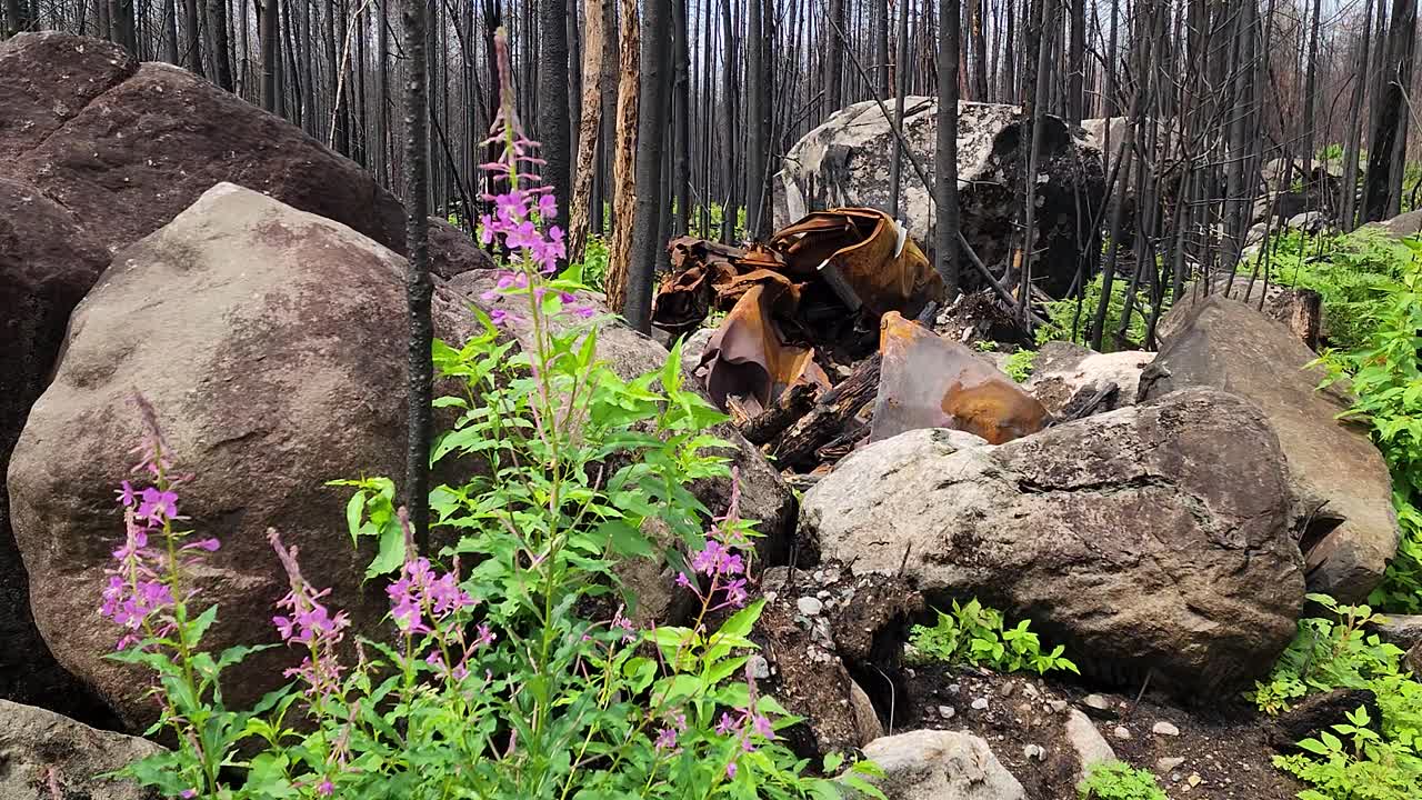 ⁇ 은 부서진, 녹슬은 자동차 사고가 자연에서 발견, 새로운 봄 생활