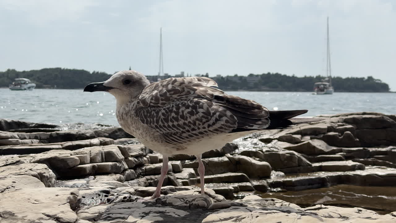 Seagull on the Rocky Coast