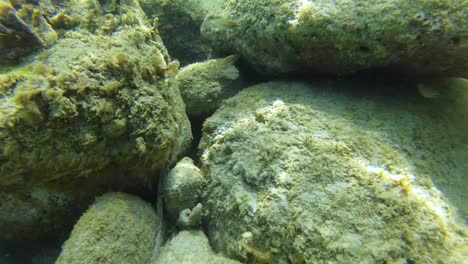 Fish-swimming-through-stones-on-sea-floor,-beautiful-underwater-aquarium-life-at-sunrise-with-the-morning-sun-beams-in-Mediterranean-sea