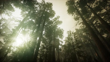 Redwood-Forest-Foggy-Sunset-Scenery