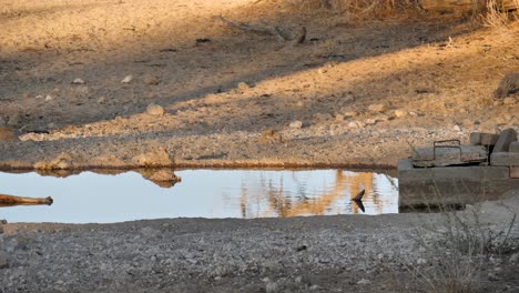 Black-backed-jackal-runs-past-watering-hole-at-Nossob-camp,-Kgalagadi