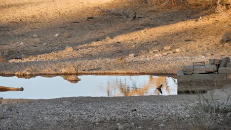 black-backed jackal runs past watering hole at nossob camp, kgalagadi