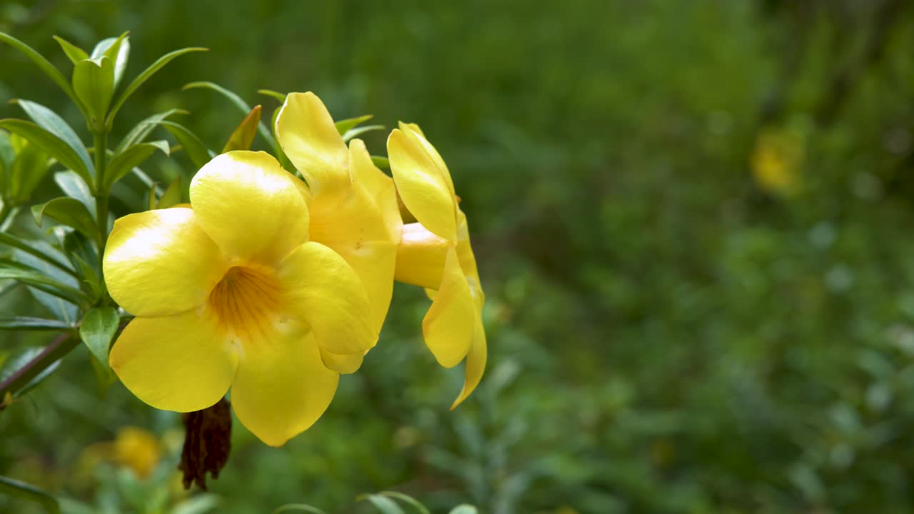 Close-up shot of vibrant yellow trumpet vine blossoms swaying against a soft green background