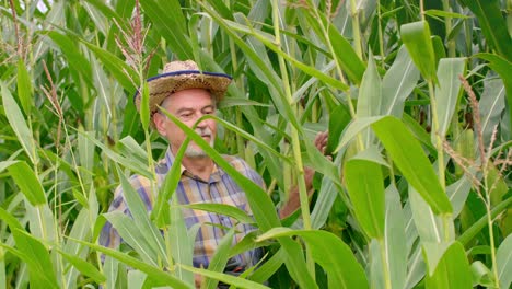 granjero caminando por el campo de maíz y controlando su cosecha de maíz
