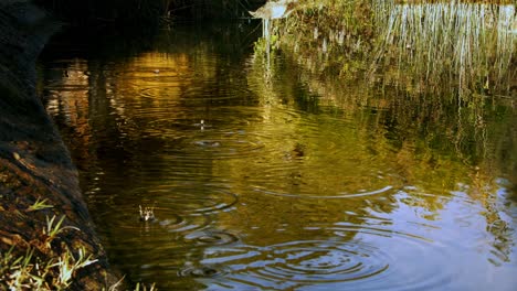 gotas de agua en el agua del lago