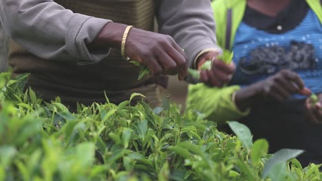 Mujer-Recogiendo-Hojas-De-Té-En-Una-Plantación-En-India