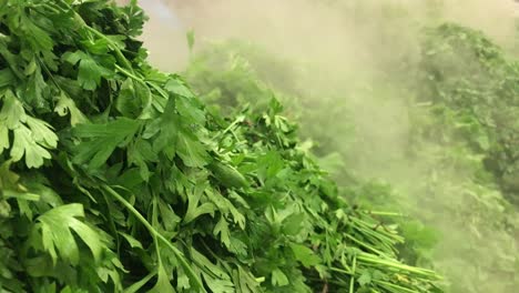 beautiful shot of green vegetation with mist and moisture