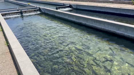 fillmore fish hatchery in fillmore, california