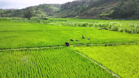 Un-Dron-Orbita-A-Mujeres-Que-Trabajan-Una-Hamburguesa-De-Arroz-En-Ruanda