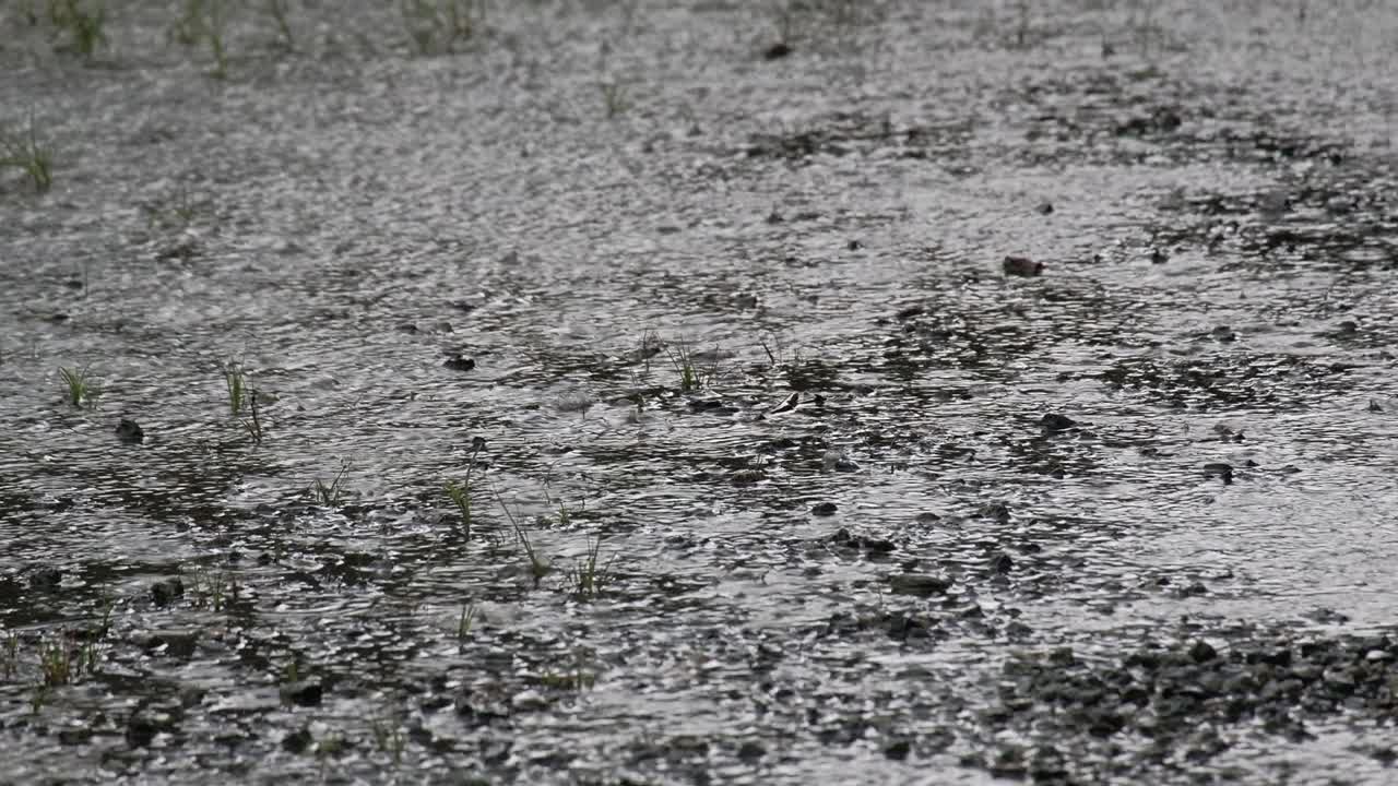 Heavy rains in the monsoon season cause water to sag and cause waves to spread in circular form.