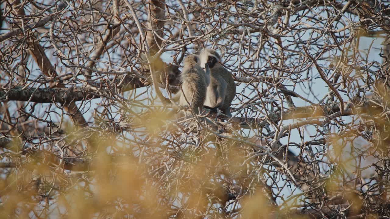Vervet Monkeys in a Tree