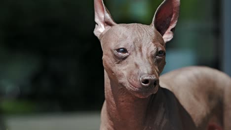 close up slow motion, american hairless terrier shows detail of skin, alert pose