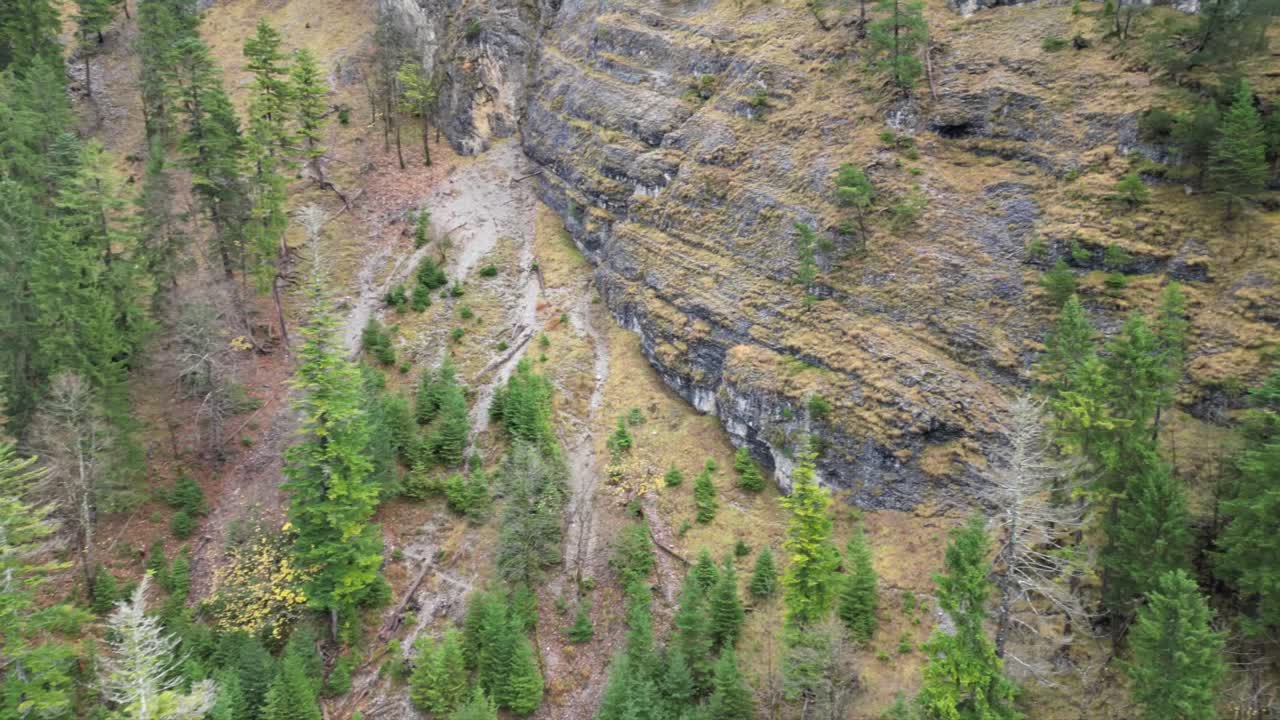 Lush Evergreen Forest with Rocky Cliff and Gully