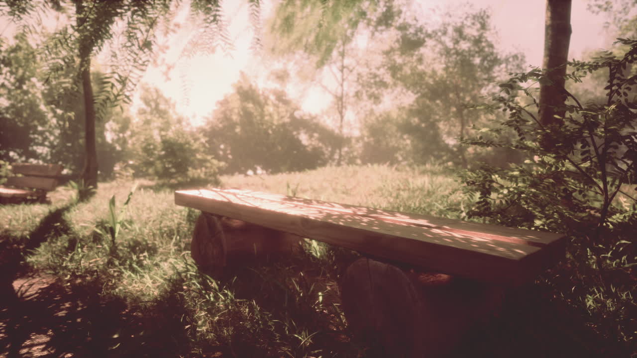 안개 숲 속 의 평화로운 벤치