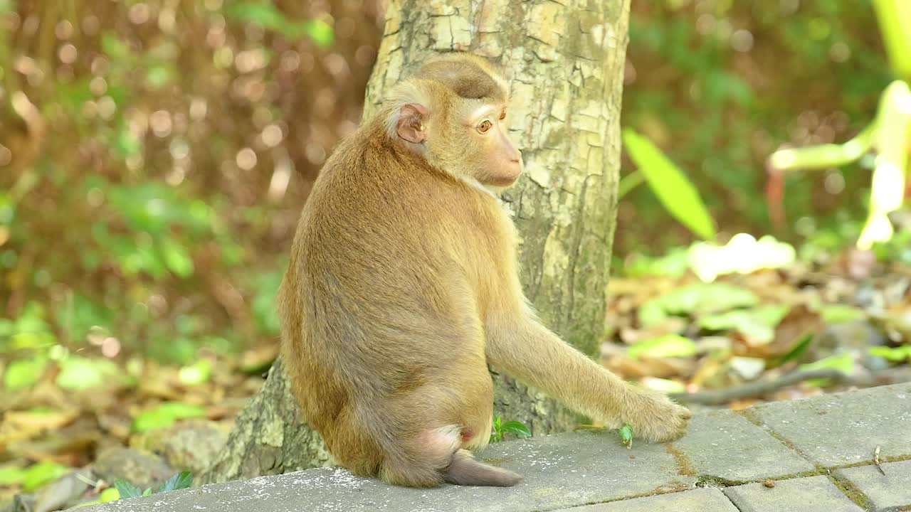 A monkey sits calmly by a tree at Khao Rang Viewpoint, Phuket. Natural lighting highlights the serene environment