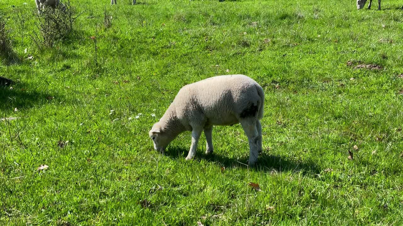 푸른 들판에서 식사하는 흰 양